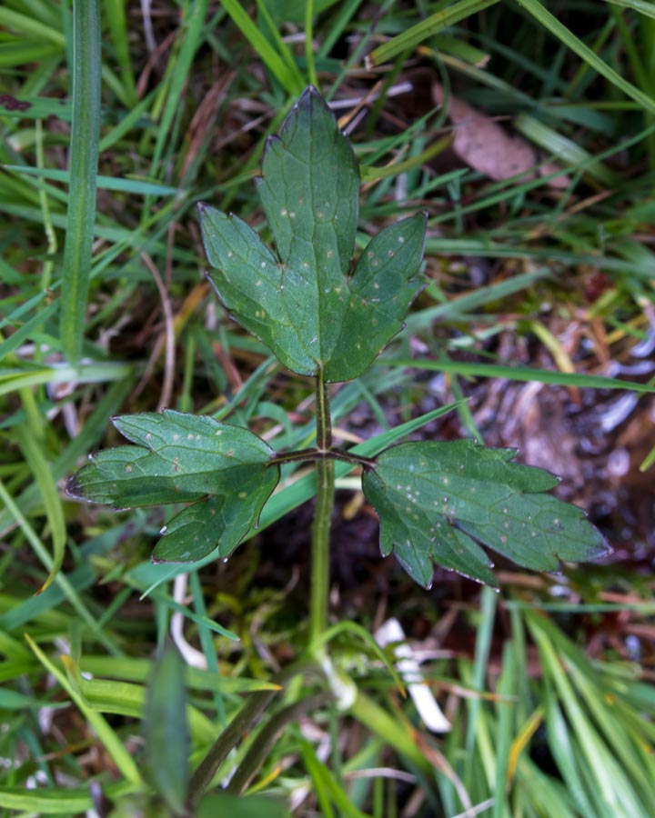 Ranunculus repens / Ranuncolo strisciante